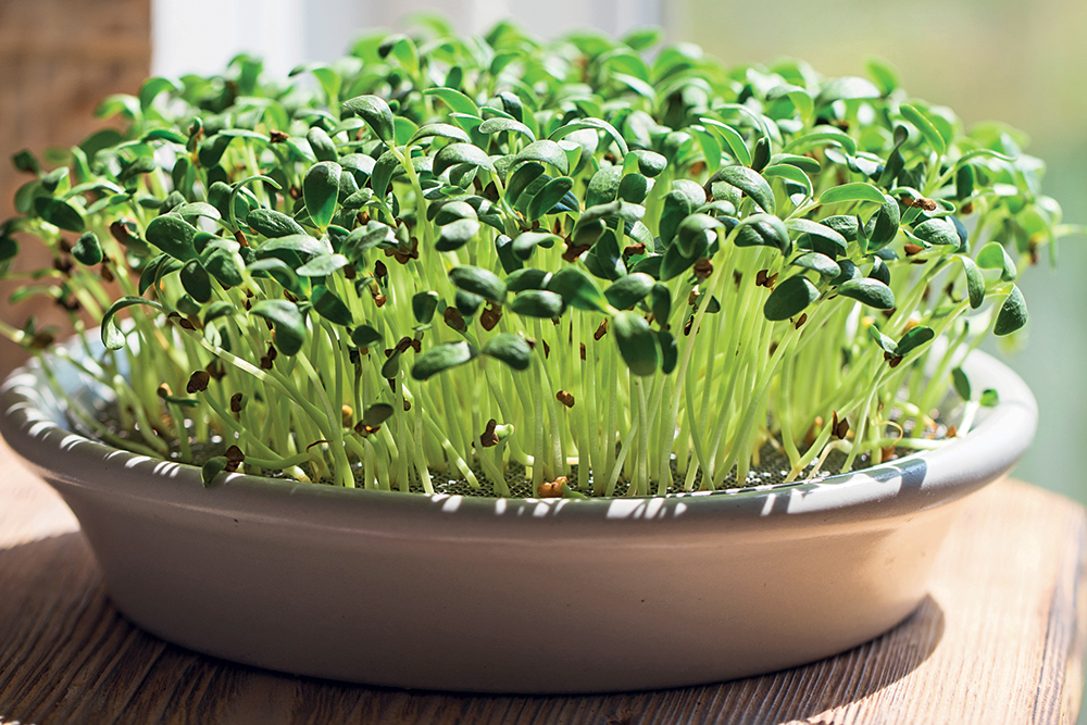 Как дома прорастить микрозелень санго?