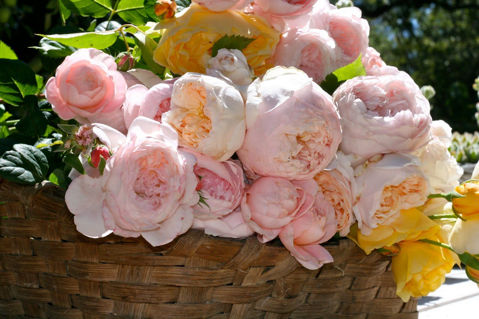 Пионовидные розы: красота и роскошь в саду