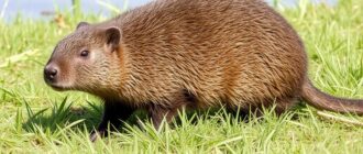 Нутрия фермерская: практическое руководство для начинающего фермера